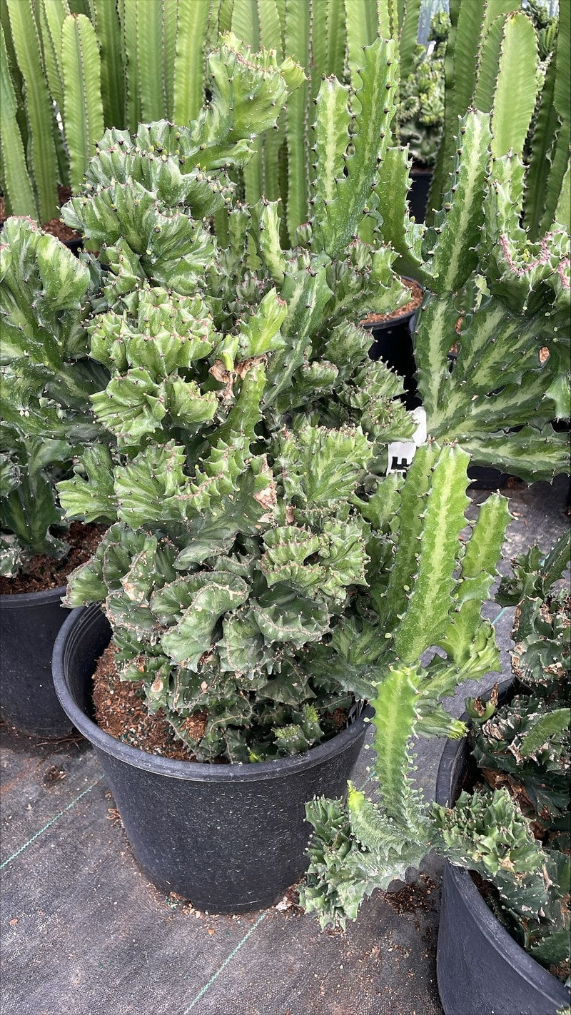 14" Euphorbia Lactea Crisata