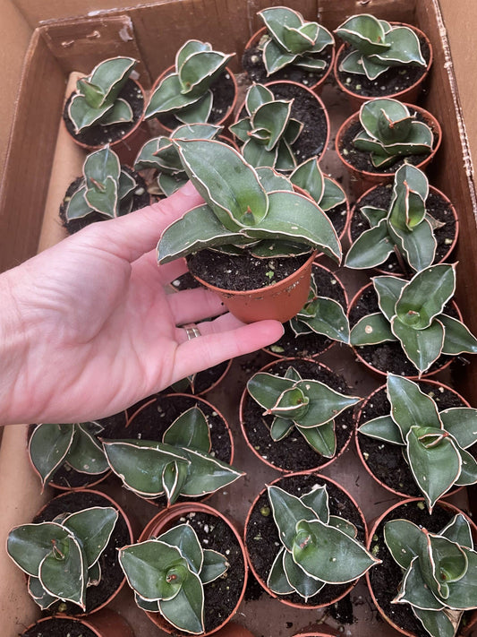 2.5" Sansevieria Ehrenberghii