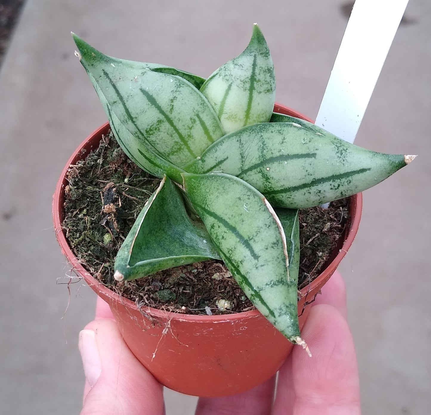 2.5" Sansevieria Bonji