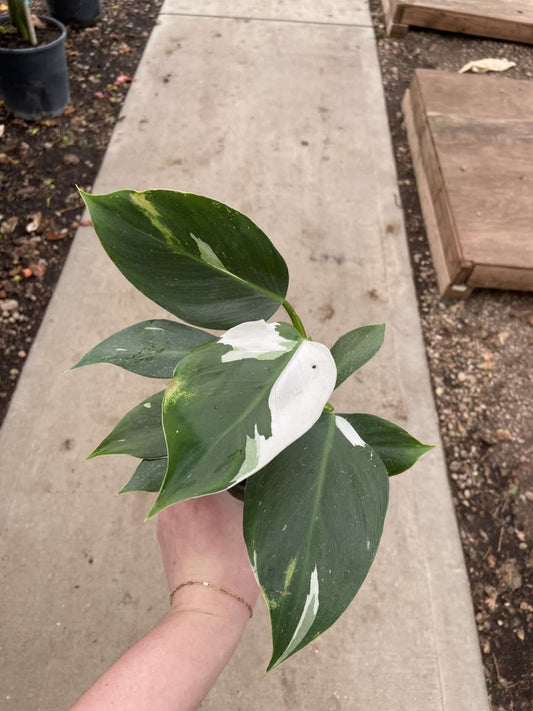 4" Philodendron White Wizard