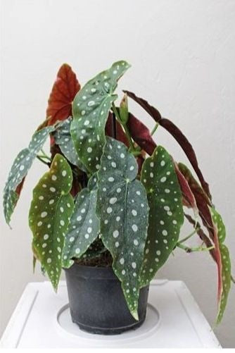 6" Begonia Maculata