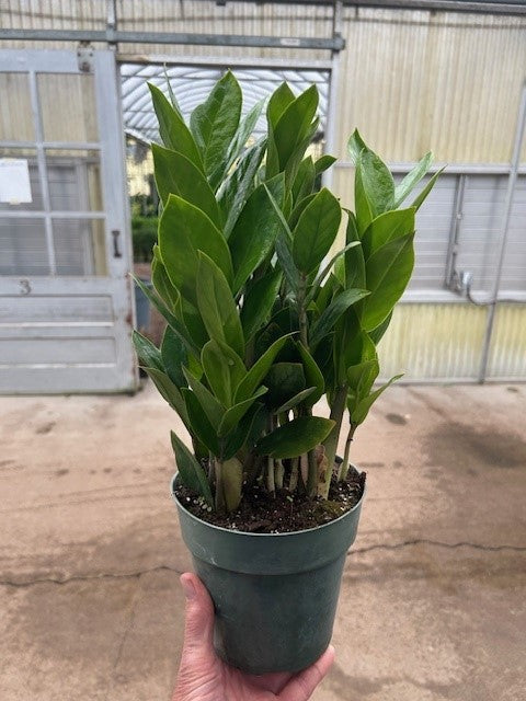 6" ZZ Plant