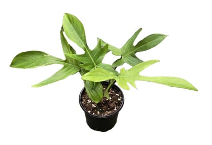 4" Philodendron Florida Ghost