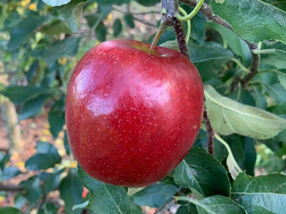Apple - Crimson Crisp 7 gallon