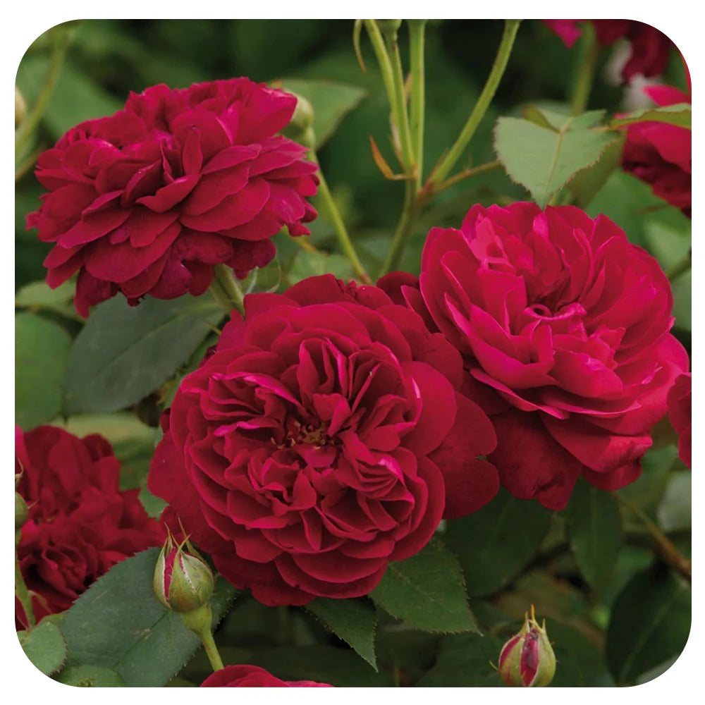 David Austin Darcey Bussell