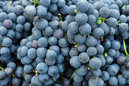 Grape Concord Seedless 2 Gallon