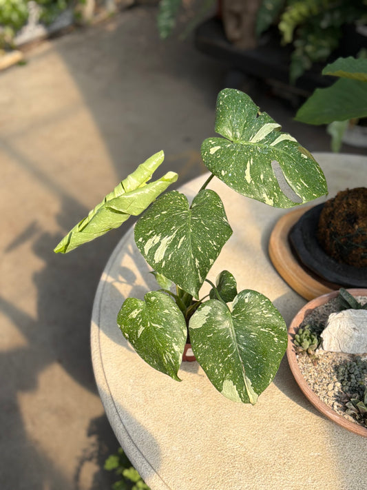4" Monstera Thai Constellation