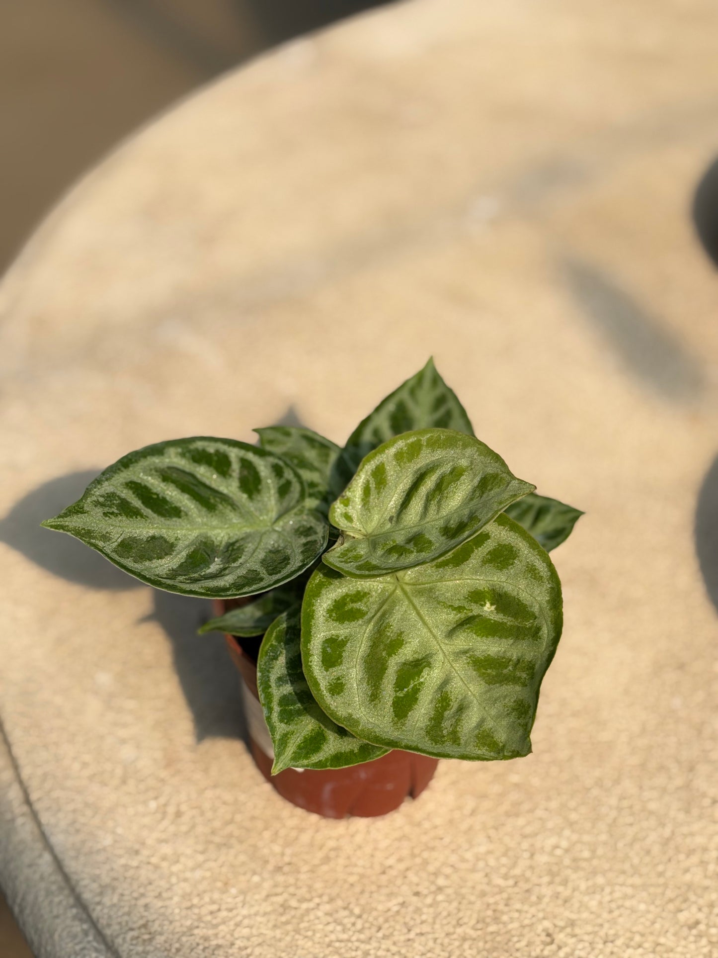 4" Anthurium Dorayaki