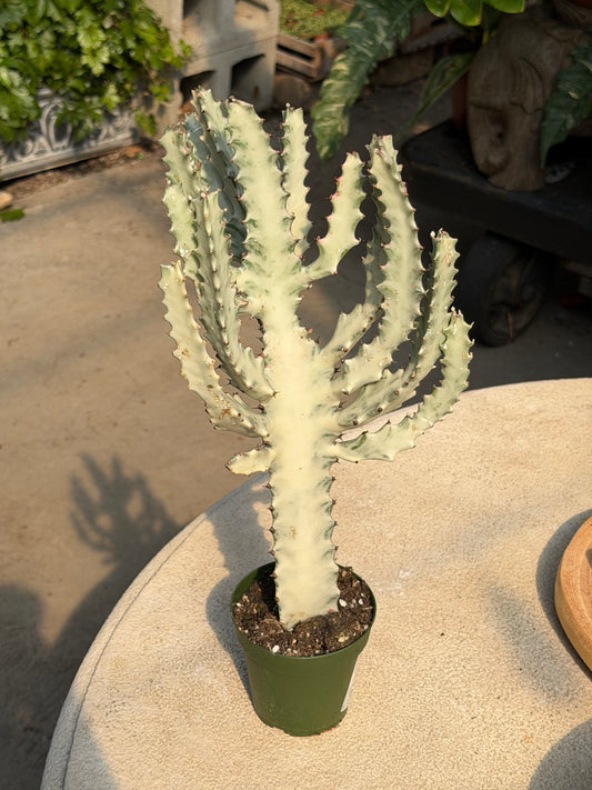 4" White Ghost Cactus