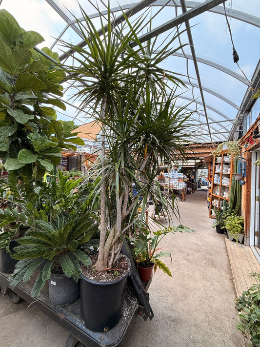 17" Dracaena Magenta