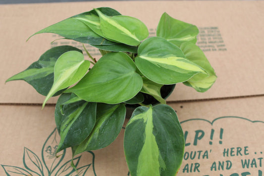 4" Philodendron Brazil