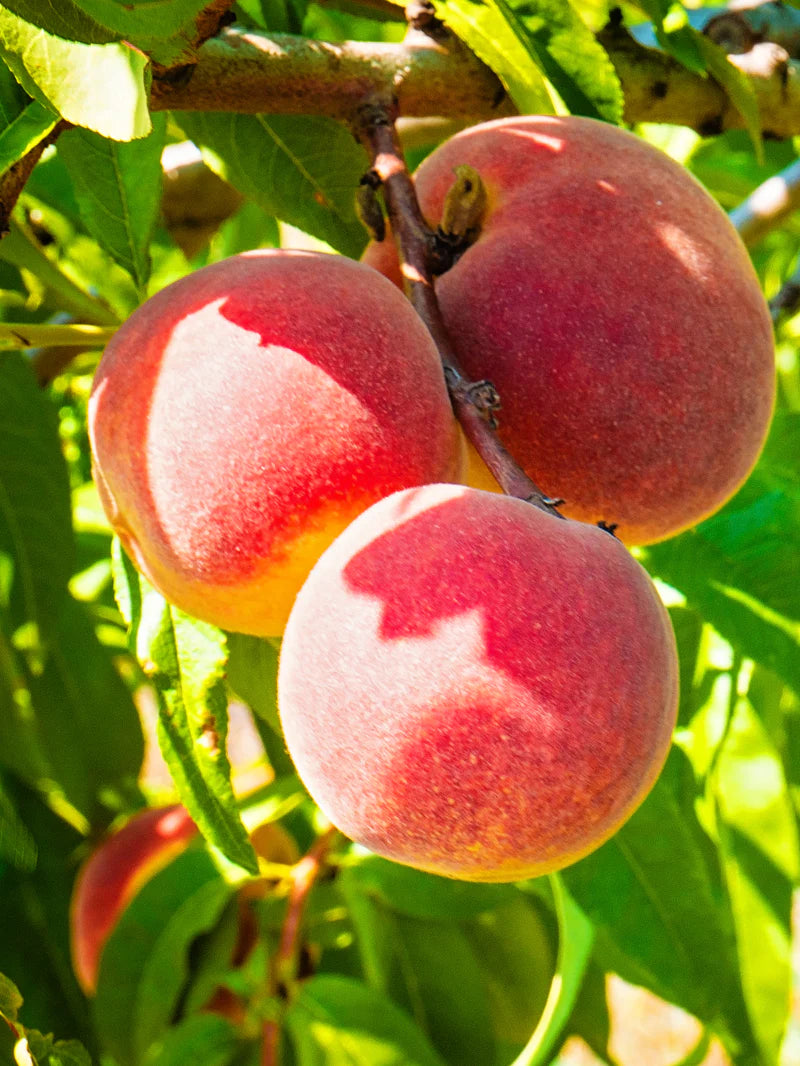 Peach Cresthaven Dwarf 7 Gallon