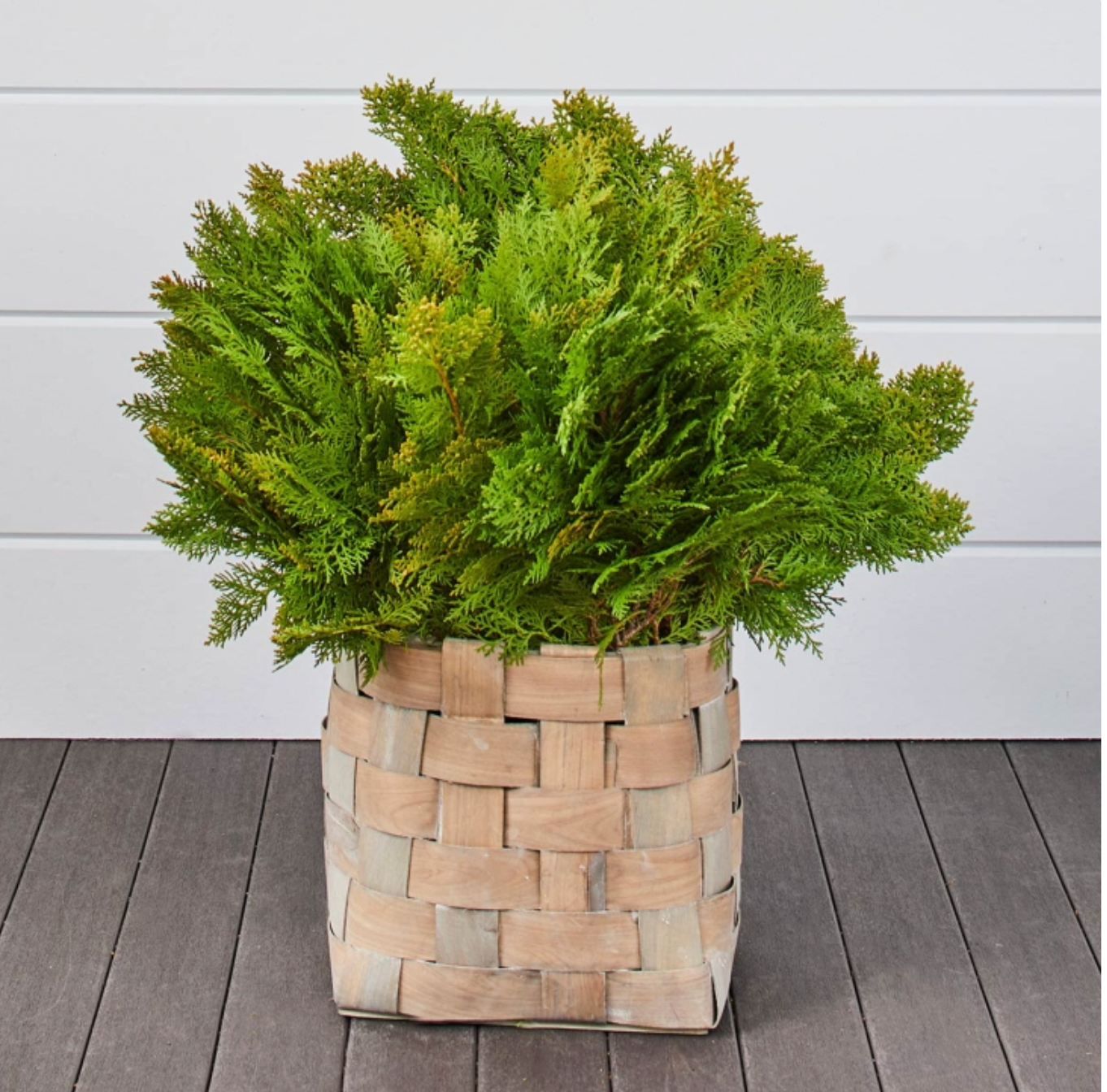 Golden Cedar - 5 Stems