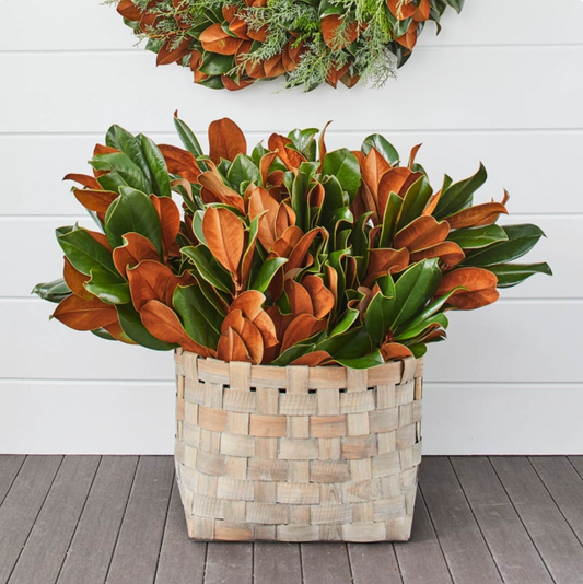 Magnolia Stems - 5 Stems