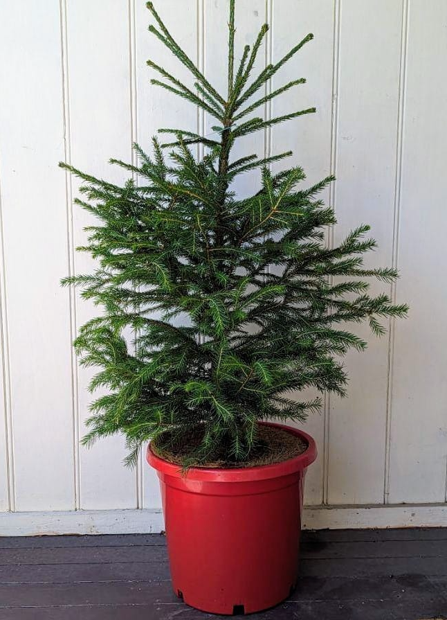 Norway Spruce