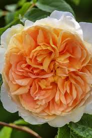 David Austin Rose Bathsheba