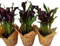6" Black Calla Lily