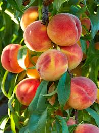 Peach Loring Dwarf 7 Gallon