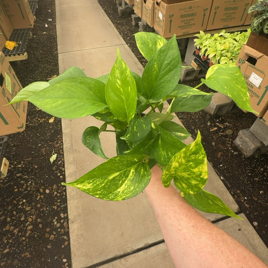 4" Golden Pothos
