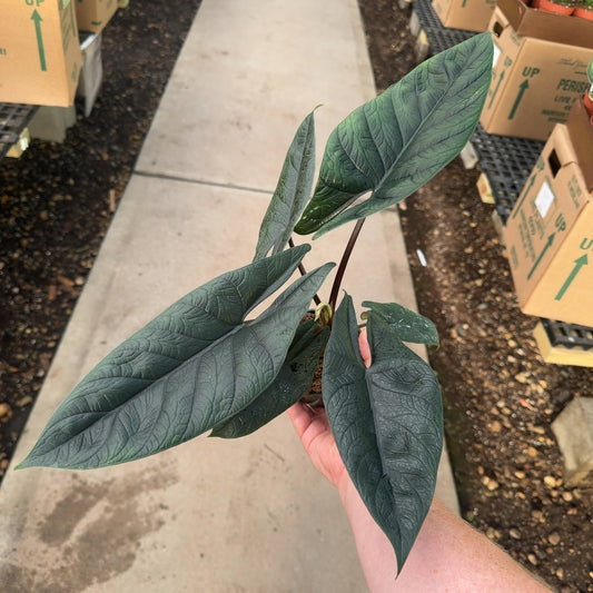 4" Alocasia Scalprum