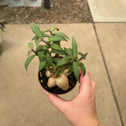 3" Red Monadenium