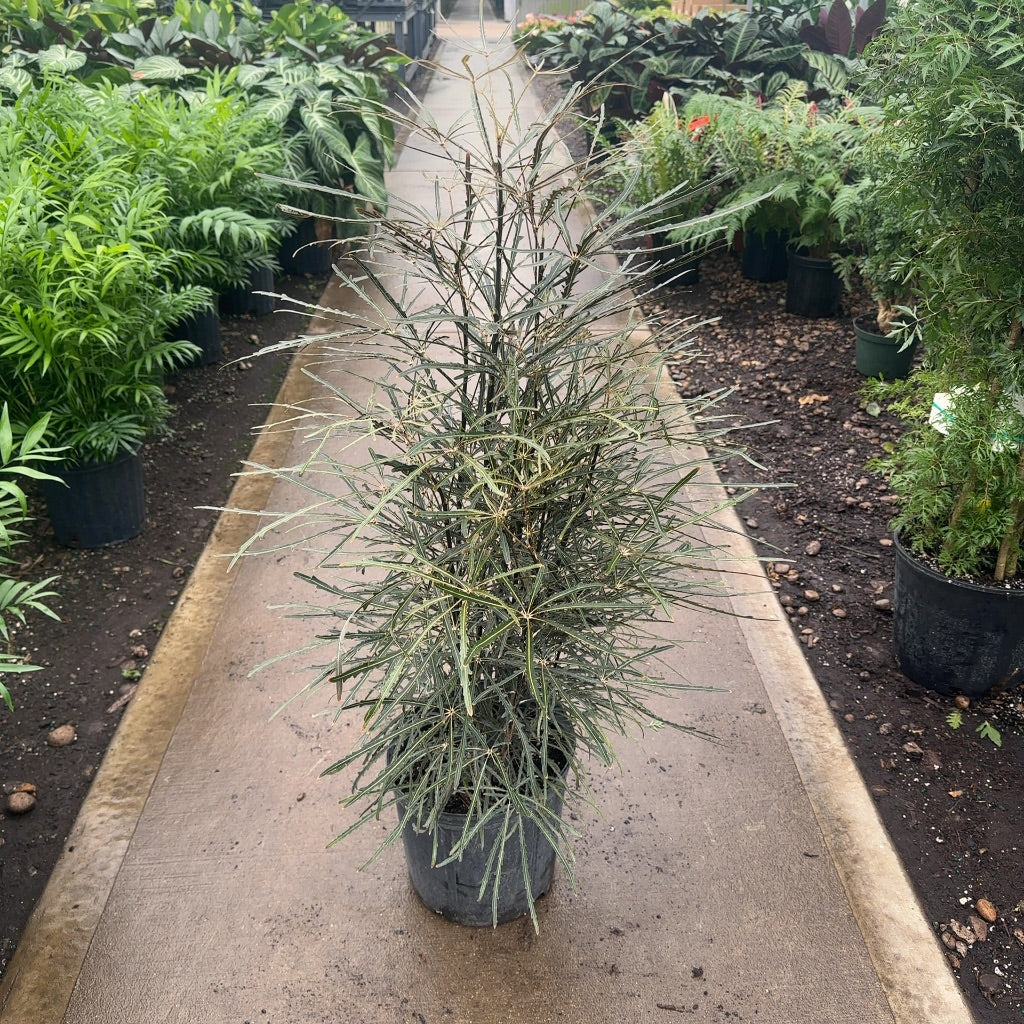 10" Aralia False Elegantissima