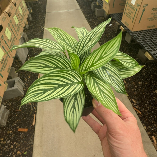 4" Calathea Vittata