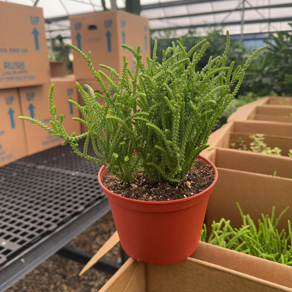 6" Crassula Watch Chain