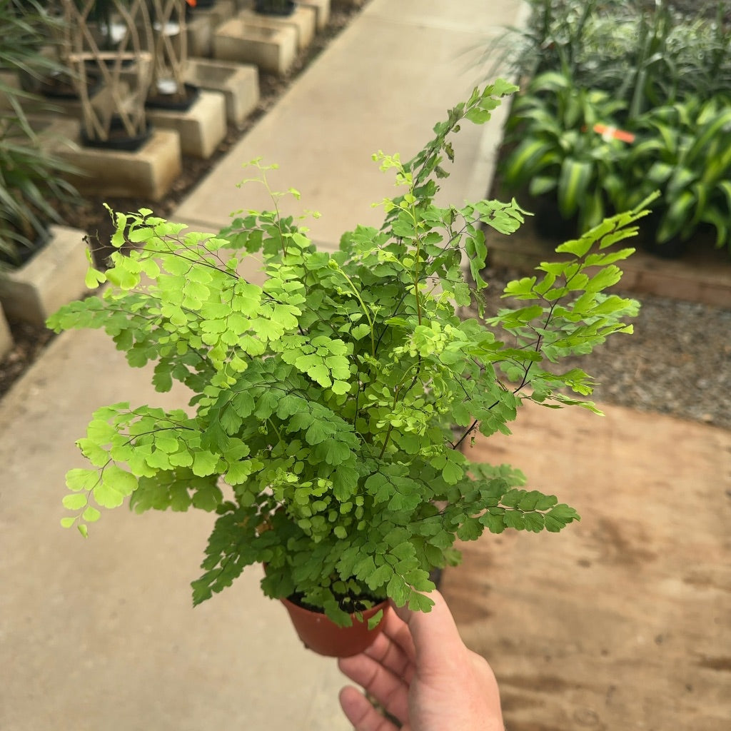 4" Maidenhair Fern