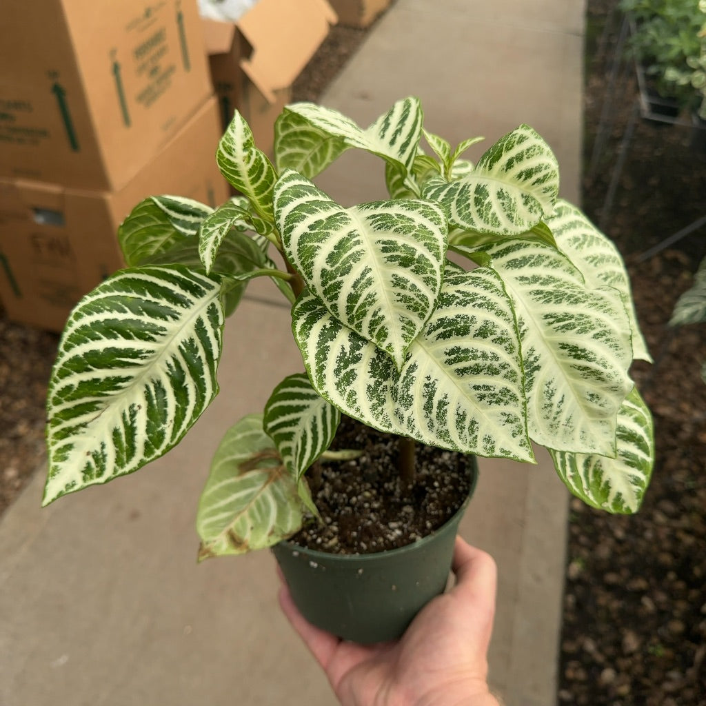 6" Aphelandra White Gardenia