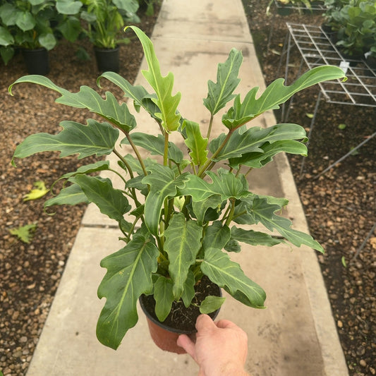 6" Philodendron Deja Vu