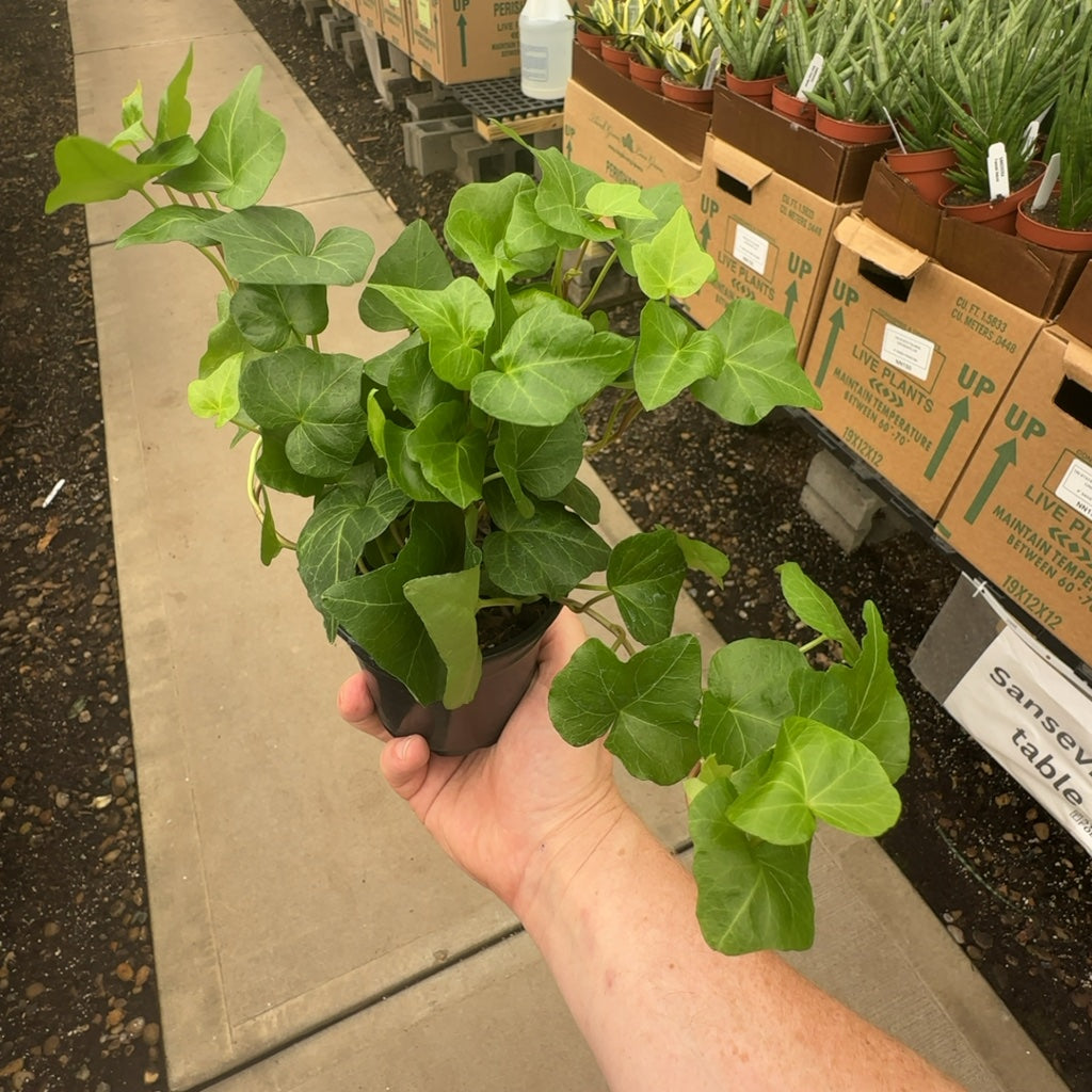 4" Green English Ivy