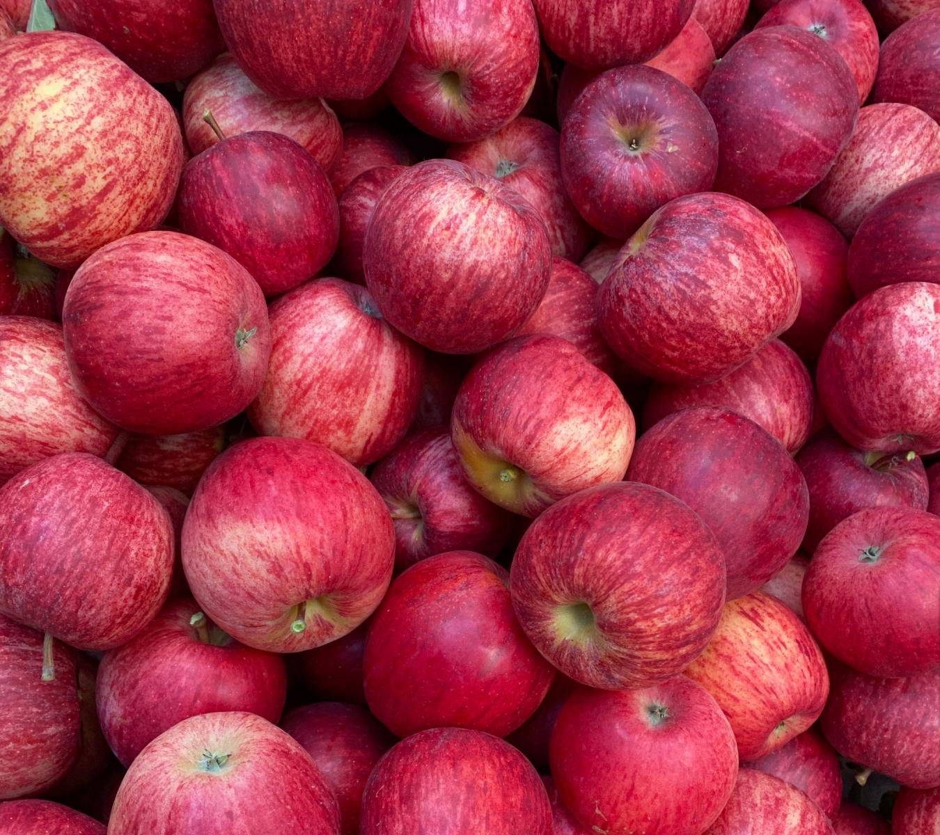 Apple Royal Gala Semidwarf 7 Gallon