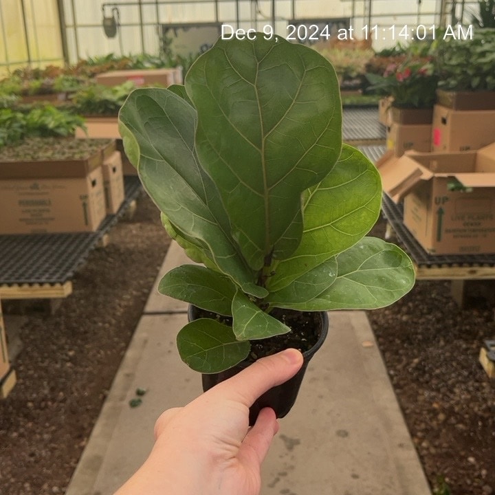 4" Ficus Bambino