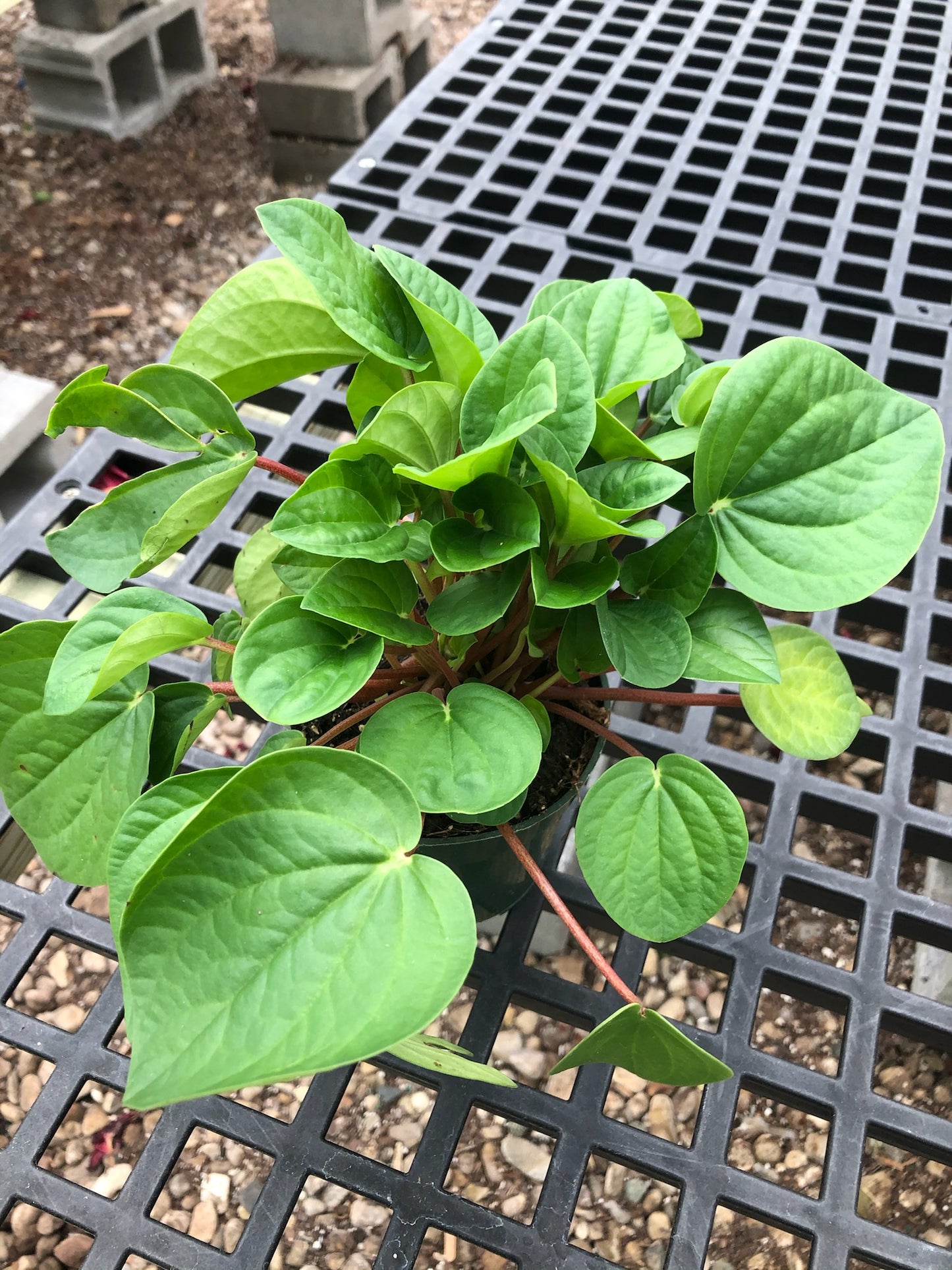 4" Peperomia Rana Verde