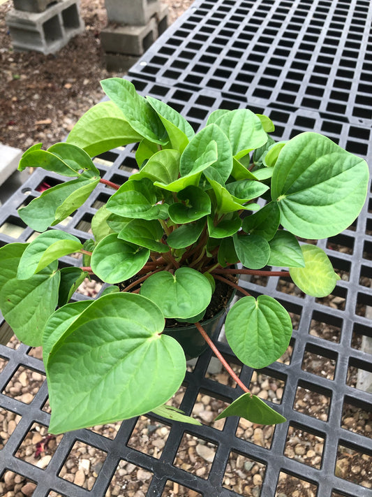 4" Peperomia Rana Verde