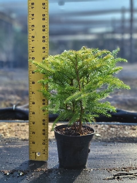 4" Norfolk Pine