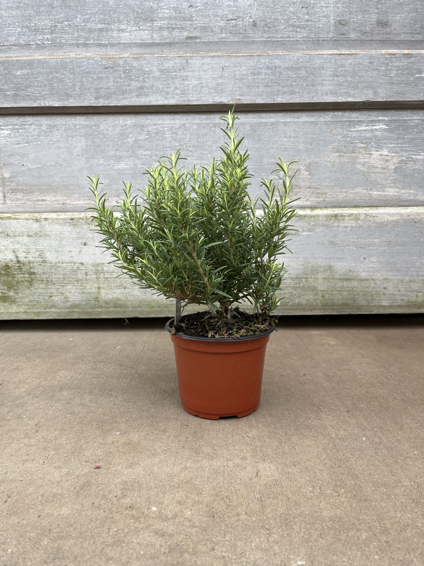 6" Rosemary