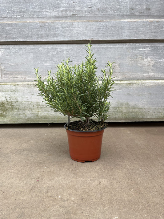 6" Rosemary