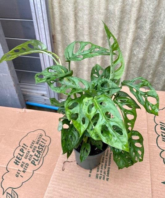 4" Philodendron Swiss Cheese