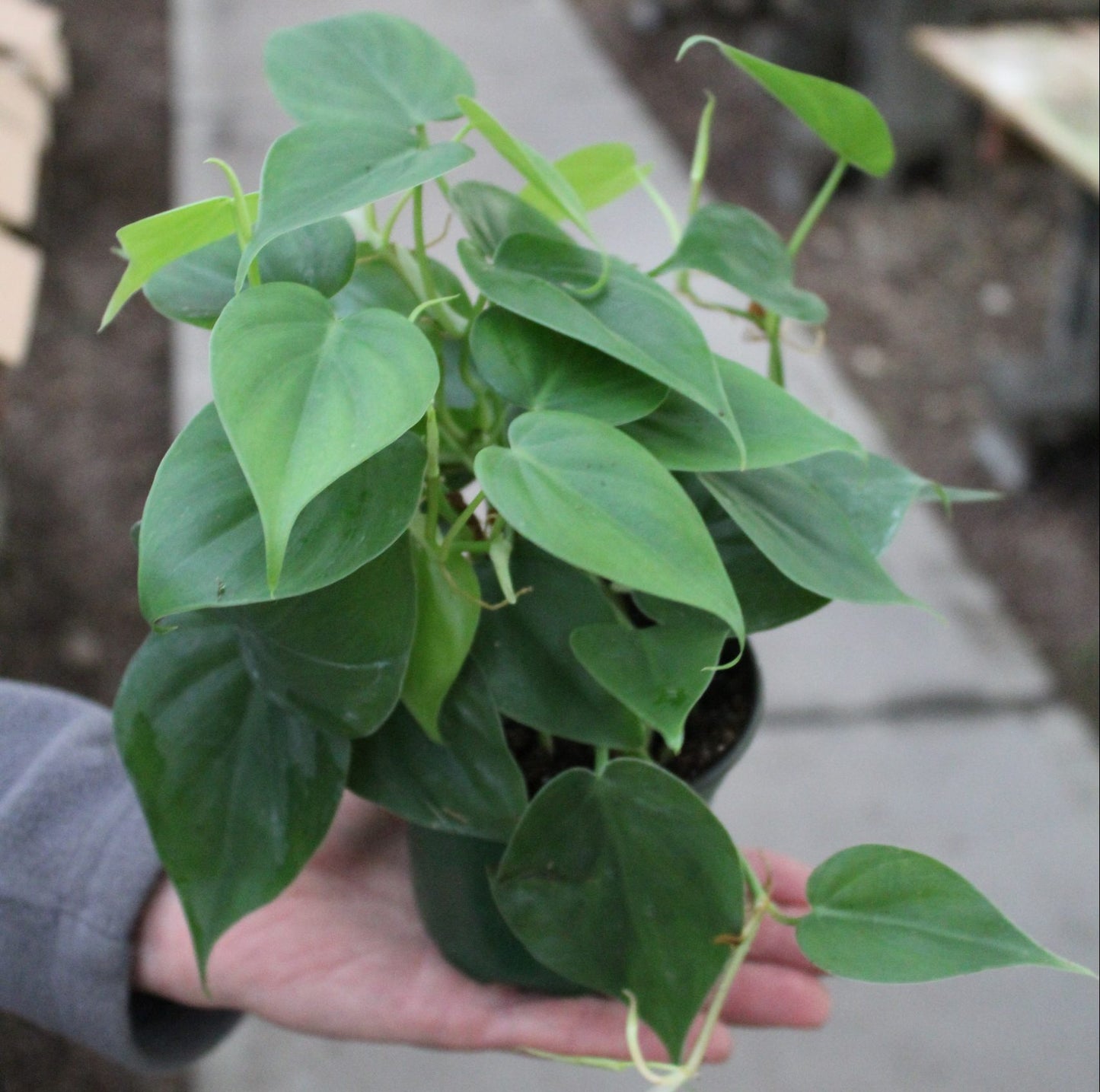 4" Philodendron Cordatum