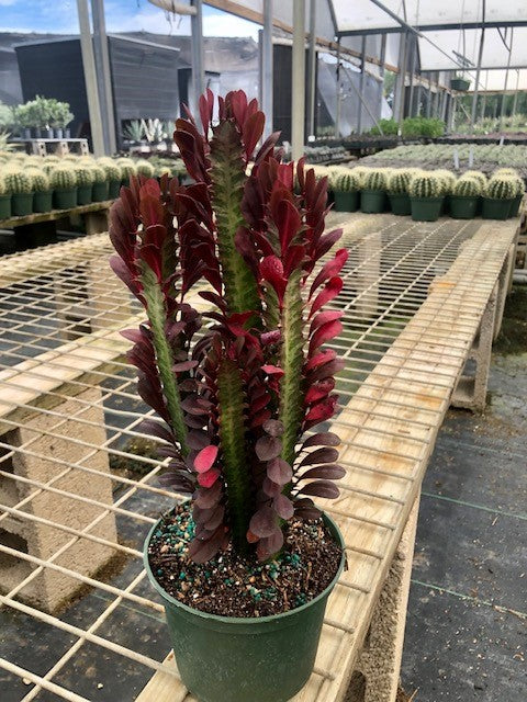 6" Euphorbia Trigona Red