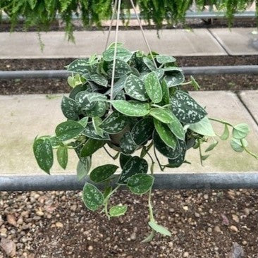 6" Scindapsus Silvery Ann