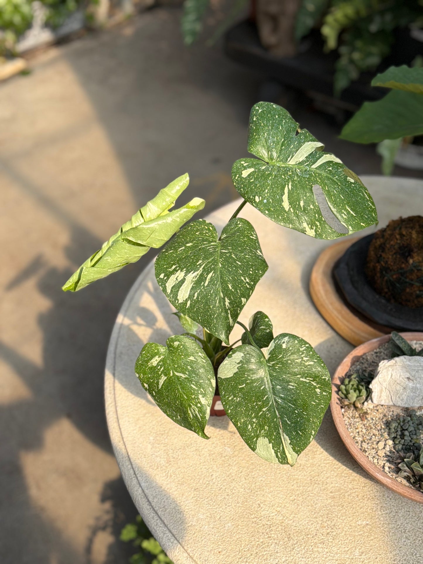 4" Monstera Thai Constellation