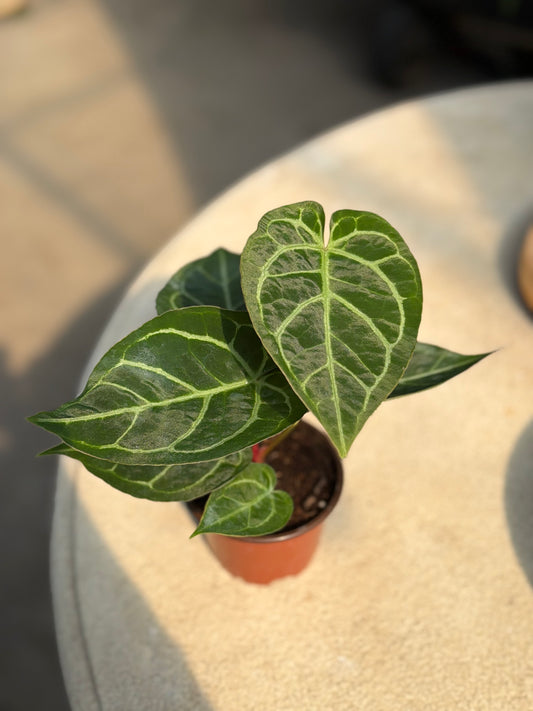 4" Anthurium Crystallinum