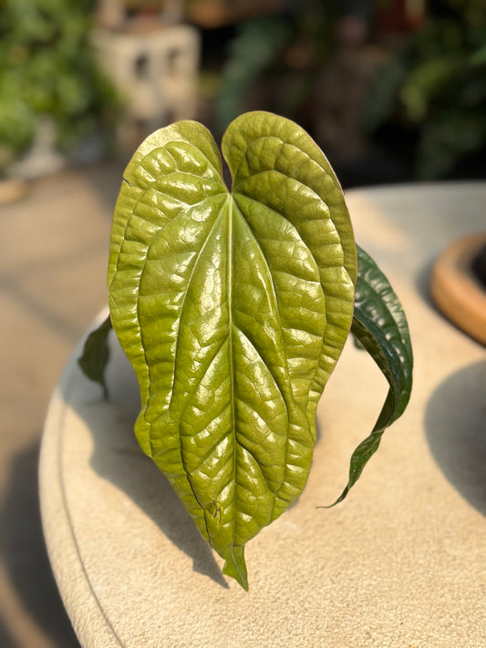 4" Anthurium Luxurians