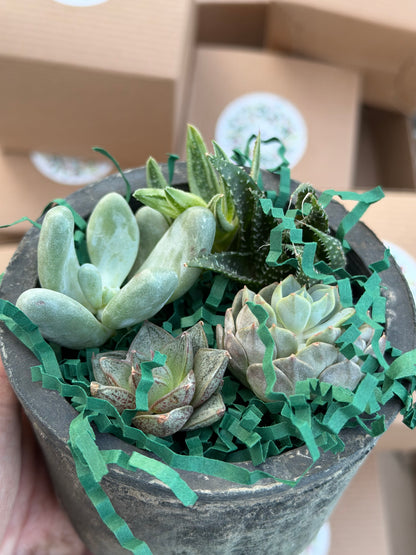 12 Days of Christmas Gift Package