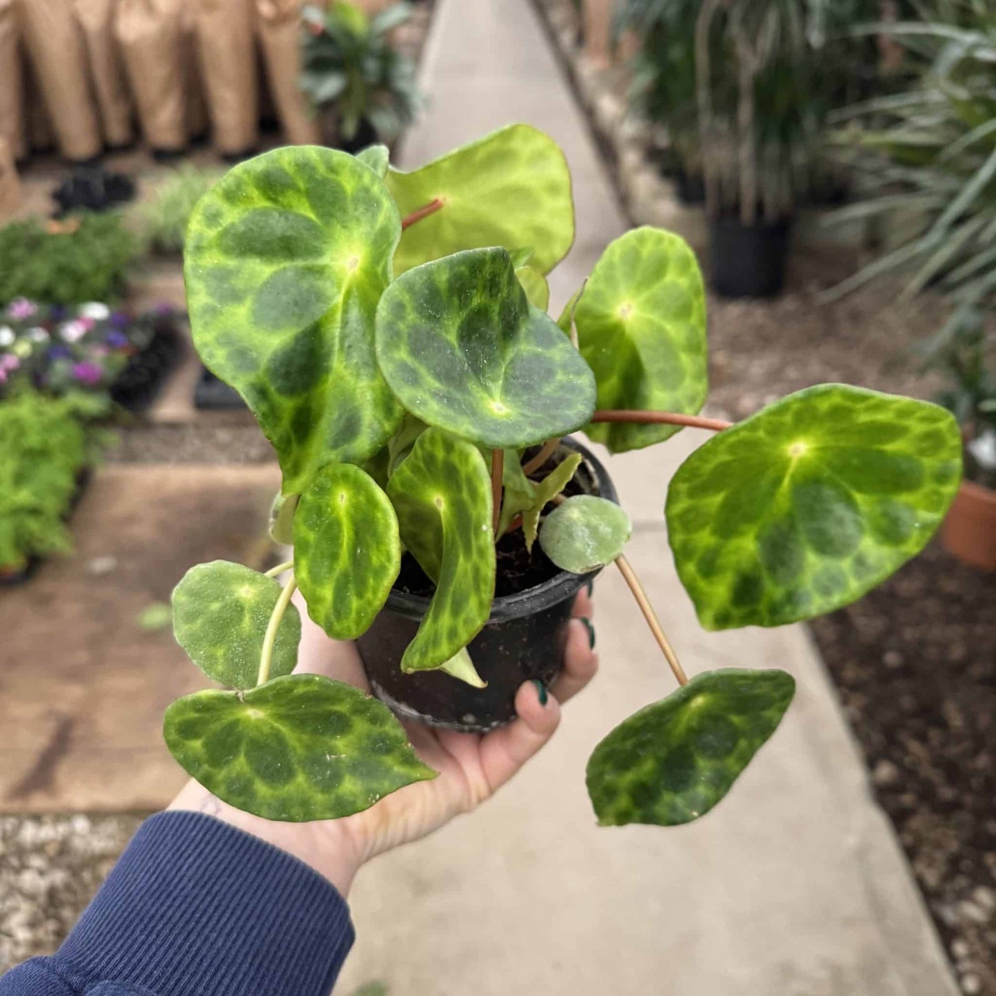 4" Begonia Kingiana