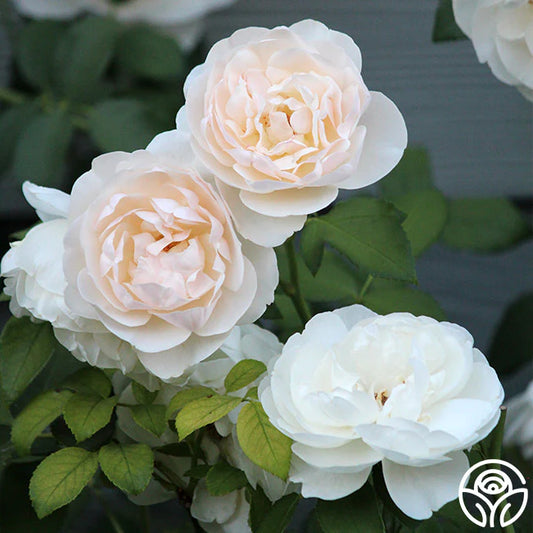 David Austin Lichfield Angel