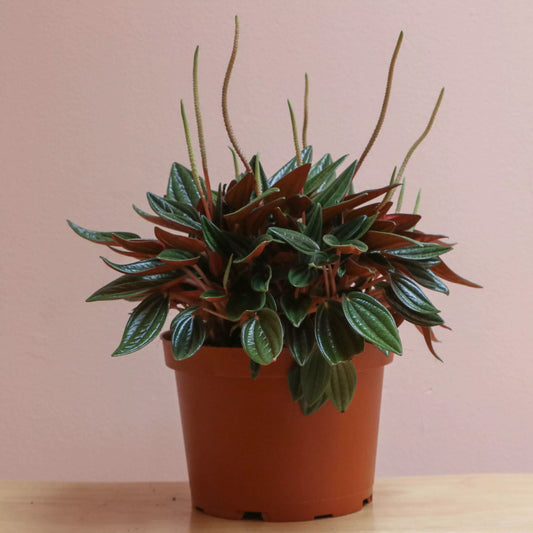 4" Peperomia Rosso